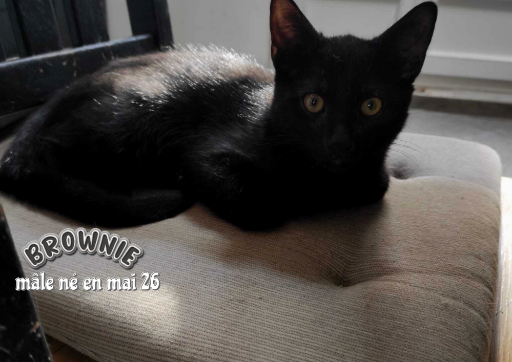 Adopter dans le 33, BROWNIE, le p'tit facétieux  , à rencontrer sur St André de Cubzac