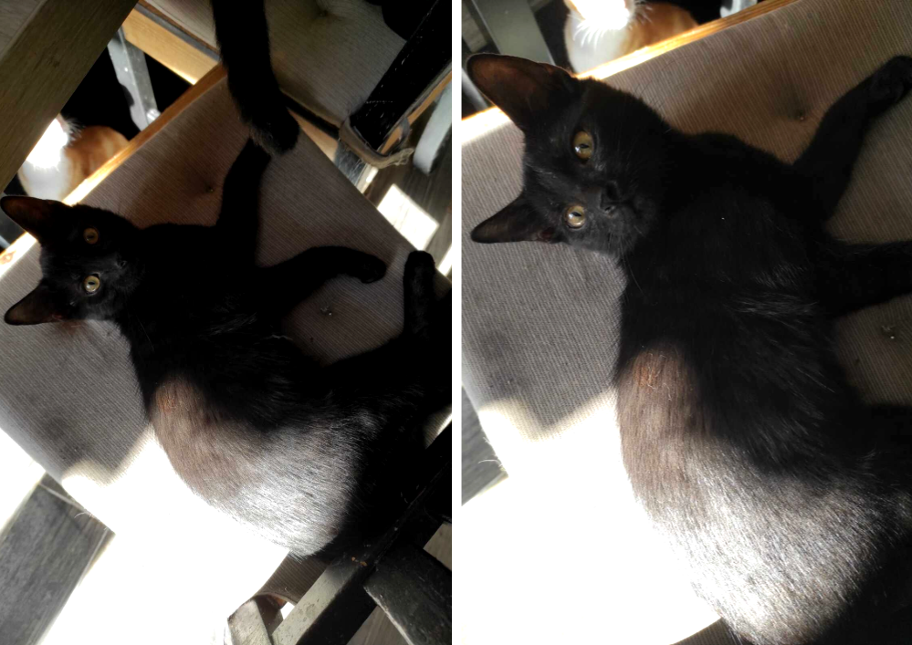 Adopter dans le 33, BROWNIE, le p'tit facétieux , à rencontrer sur St André de Cubzac