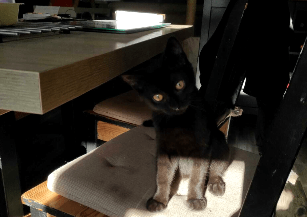 À l'adoption dans le 33, BANJO, le petit trésor au cœur tendre , vous le rencontrerez sur St André de Cubzac