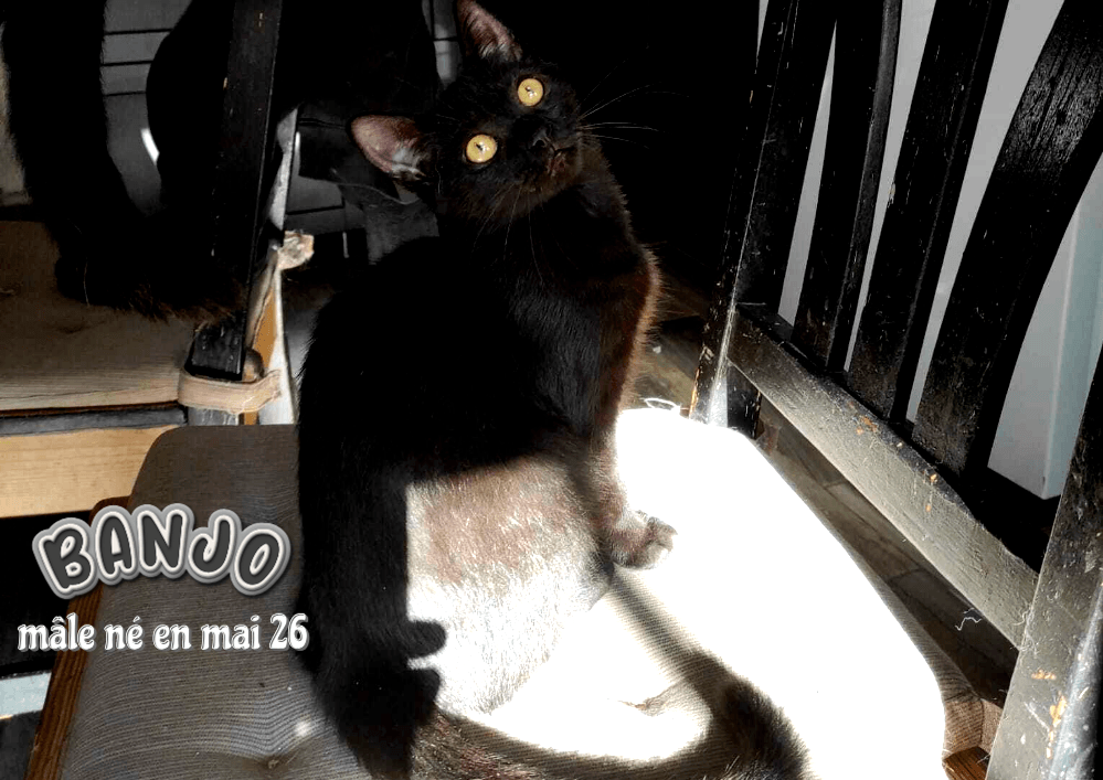 À l'adoption dans le 33, BANJO, le petit trésor au cœur tendre , vous le rencontrerez sur St André de Cubzac