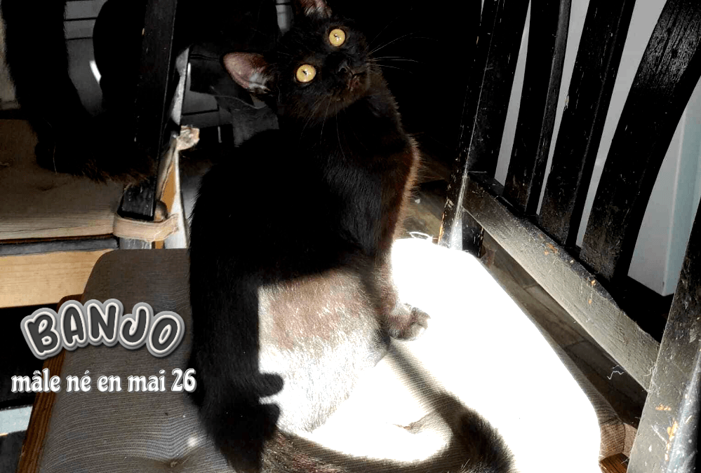 À l'adoption dans le 33, BANJO, le petit trésor au cœur tendre , vous le rencontrerez sur St André de Cubzac
