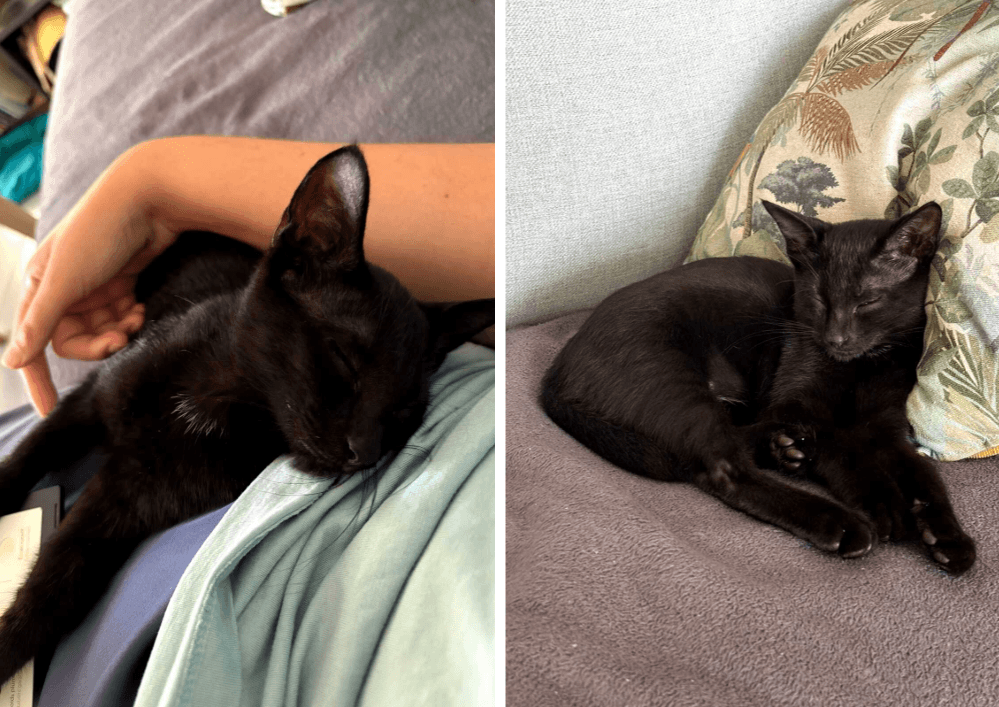 Adopter un chat dans le 33 - Guide pratique et conseils