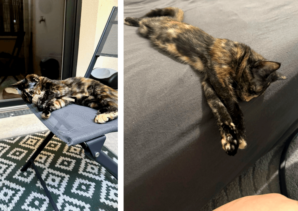 Adopter un chat dans le 33 : refuges et associations