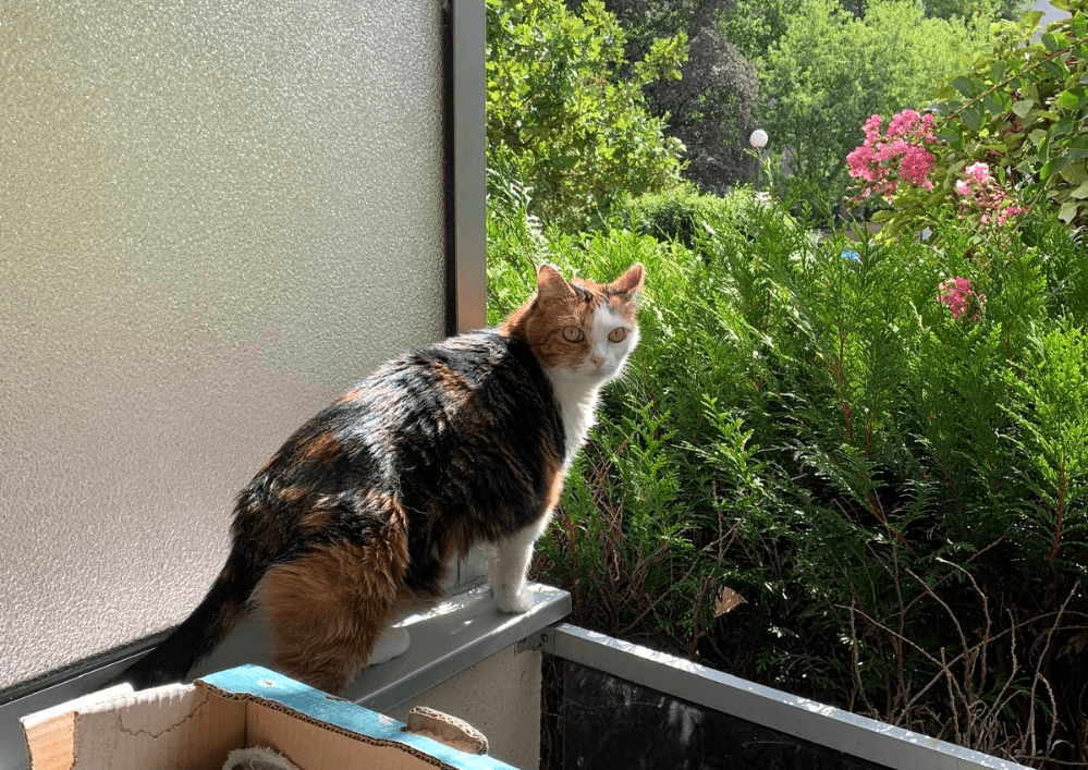 Adopter un chat dans le 33 : refuges et associations