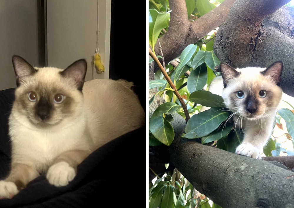 Adopter un chat dans le 33 : conseils et adoptions