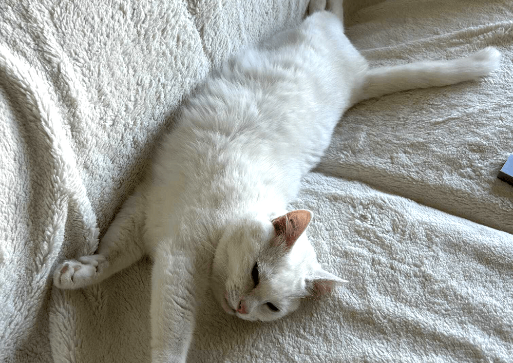 Adopter un chat dans le 33 : conseils et associations