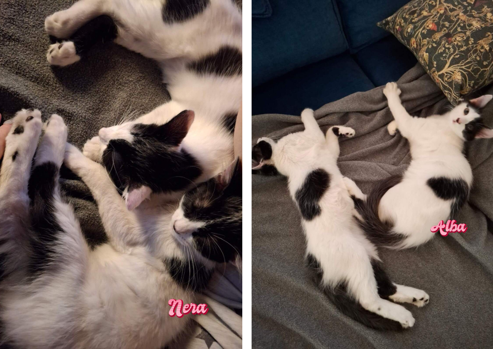 Adopter un chat dans le 33 : refuges et associations