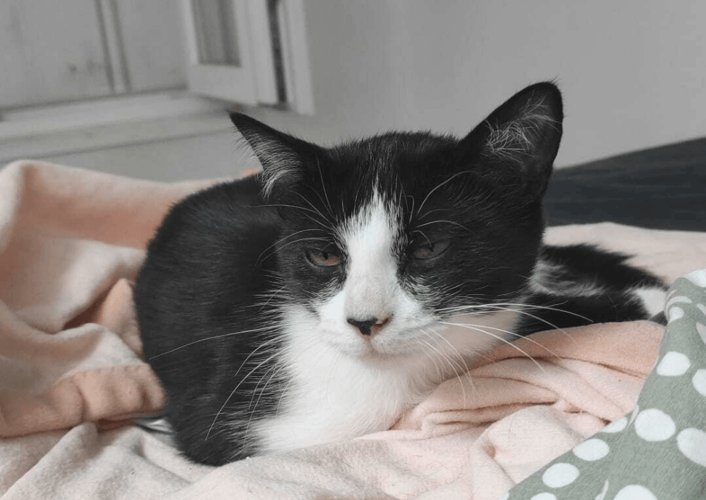 A l'adoption dans le 33, BOULETTE visible sur St André de Cubzac