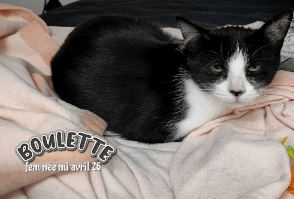 A l'adoption dans le 33, BOULETTE visible sur St André de Cubzac