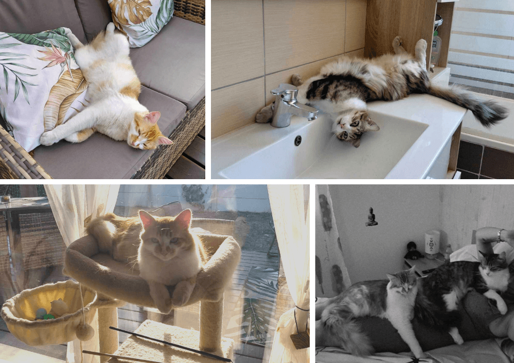Adopter un chat dans le 33 - Guide pratique et conseils