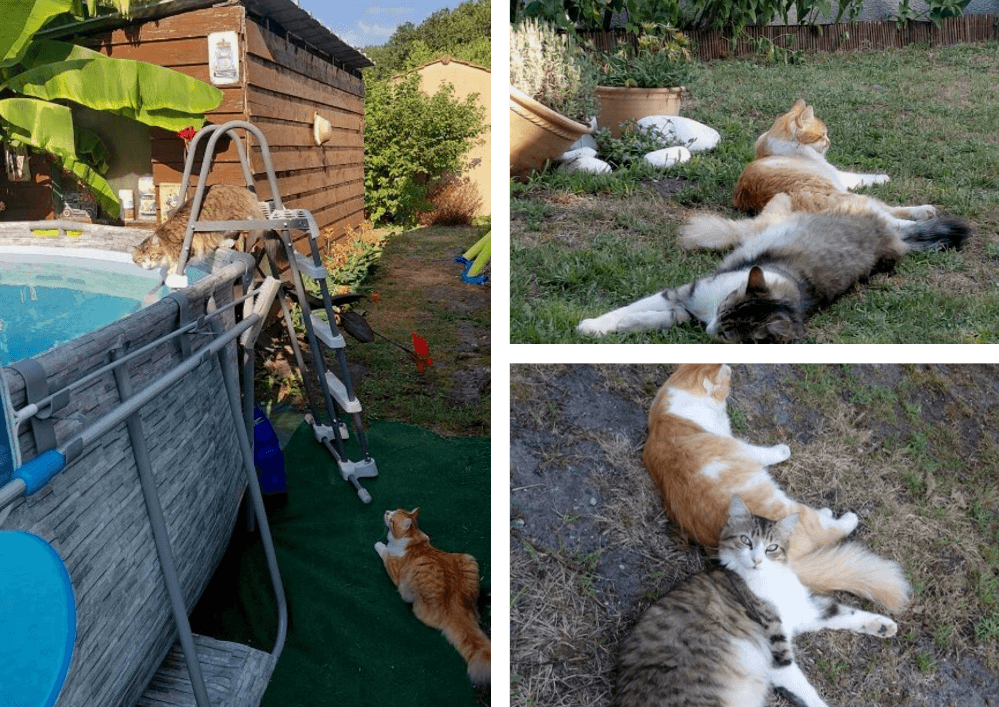 Des nouvelles de Ponpon et Balou