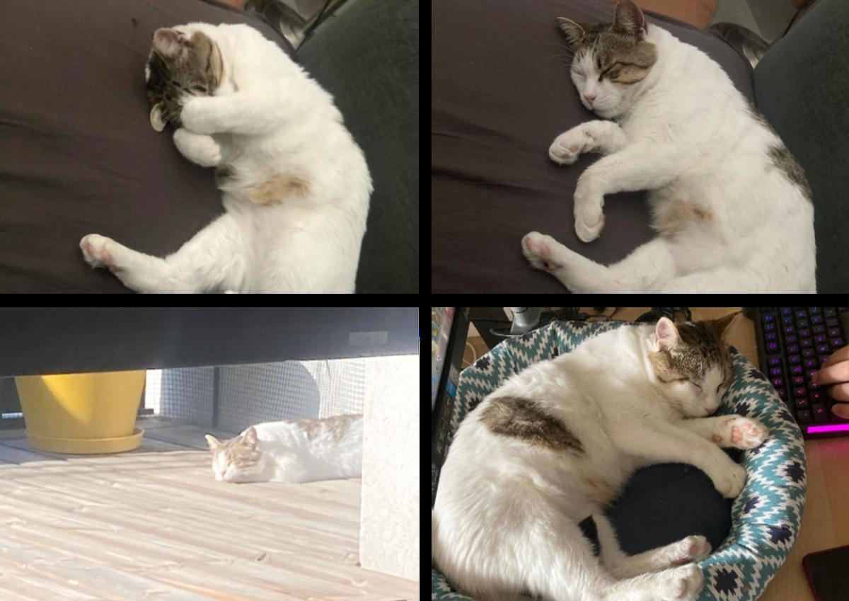 SIMBA a trouvé le bonheur chez Dorian et Hugo depuis 5 mois