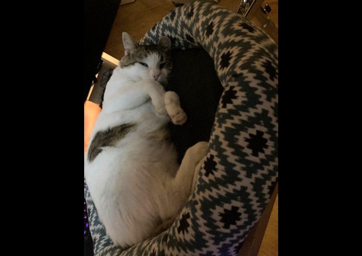 Adopter un chat dans le 33 : conseils et associations