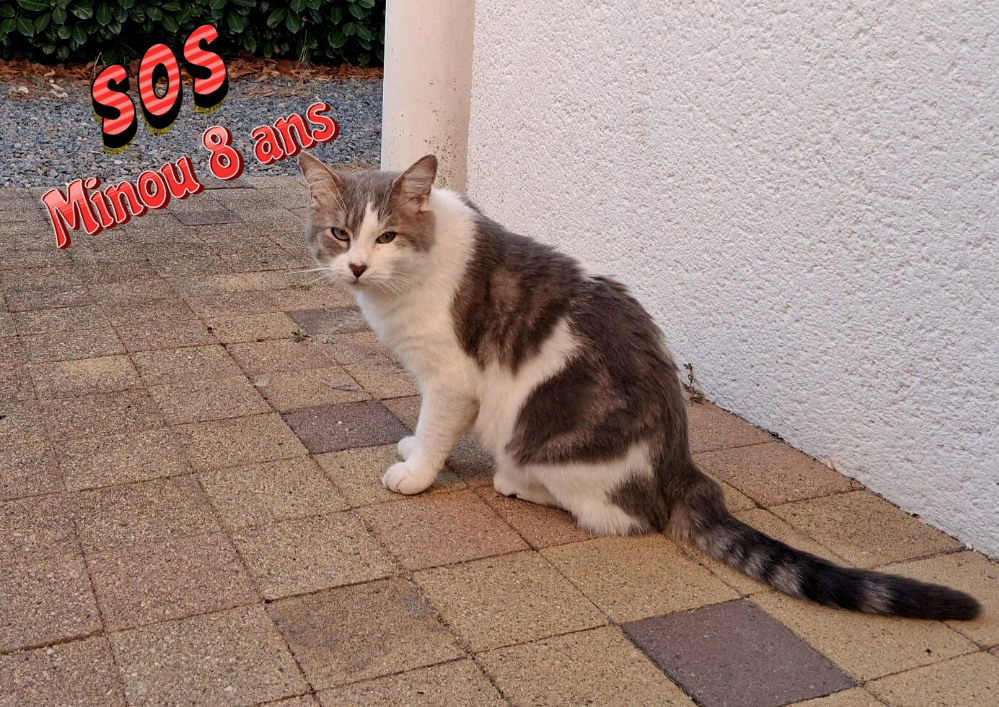   SOS URGENT  dans le 33 , Parempuyre : MINOU a perdu son humaine, un lieu d’accueil  pour lui SVP