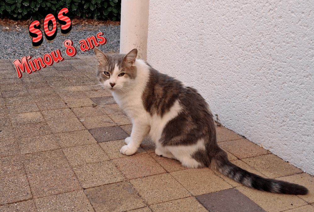SOS URGENT — MINOU 8 ANS