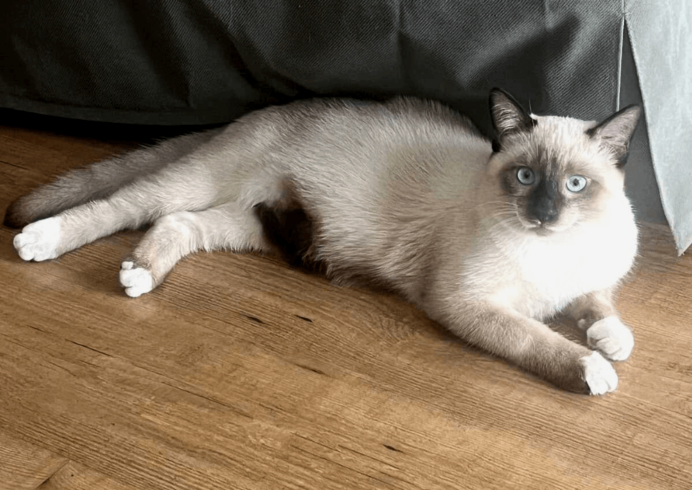 Adopter un chat dans le 33 - Guide pratique et conseils