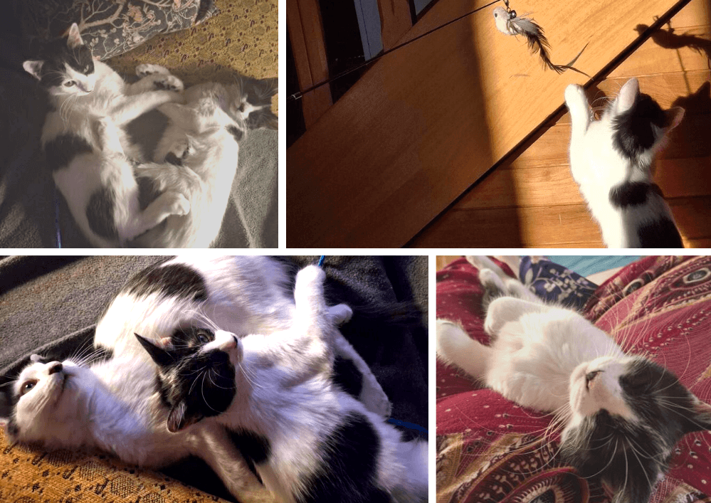 Adopter un chat dans le 33 : refuges et associations