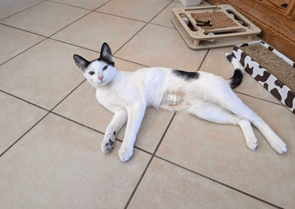 Adopter un chat dans le 33 : conseils et adoptions