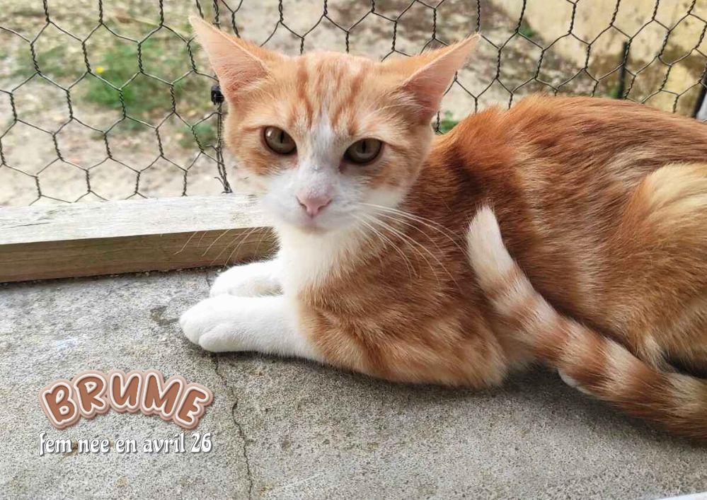 Adopter dans le 33, BRUME, la douce observatrice