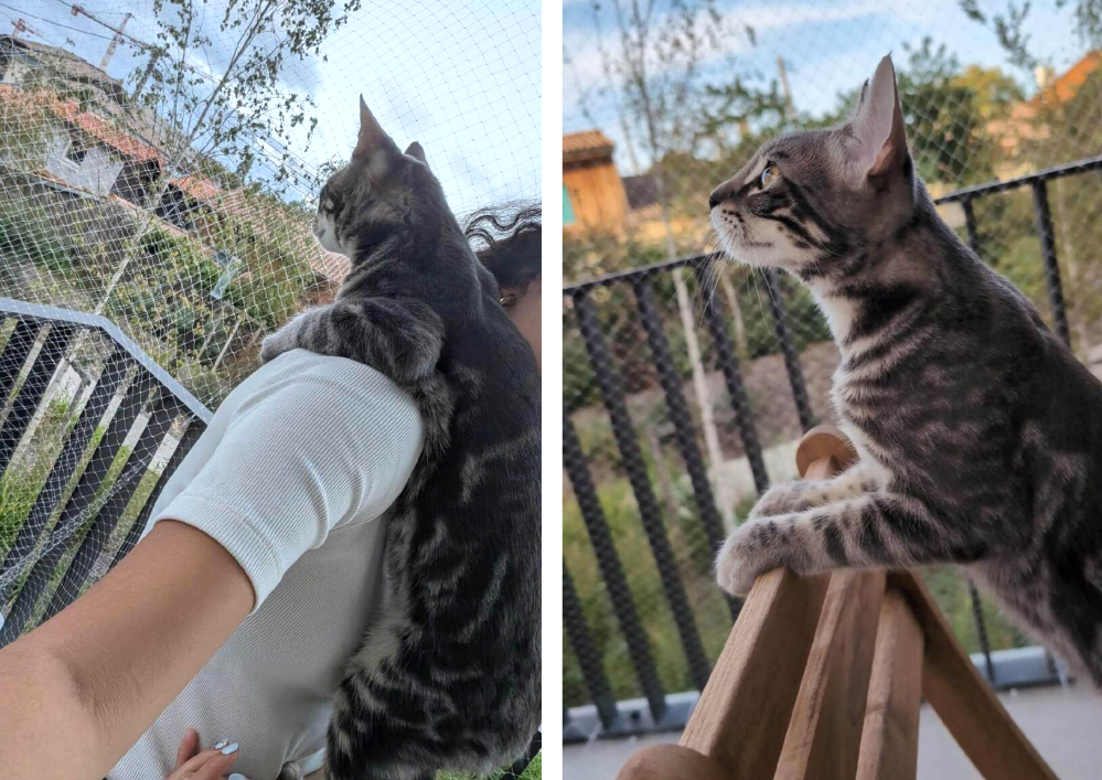 Adopter un chat dans le 33 : refuges et associations