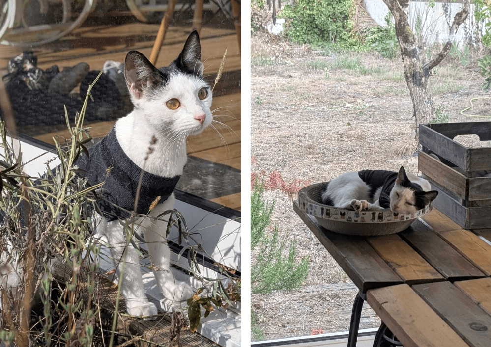 Adopter un chat dans le 33 : refuges et associations