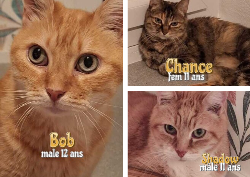 Adopter un chat 33 : annonces et associations en Gironde