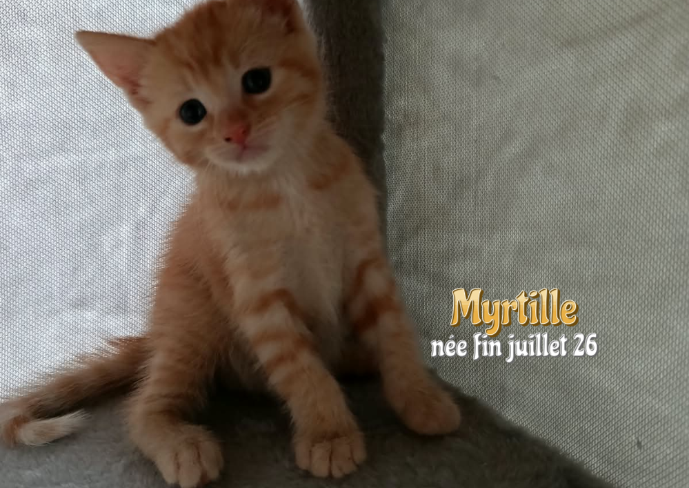 MYRTILLE la jolie et vive rouquine, à l'adoption dans le 33