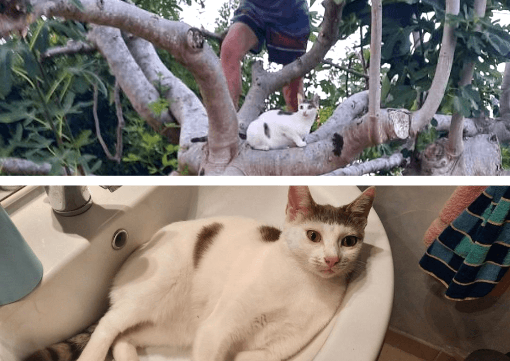Adopter un chat dans le 33 : refuges et associations