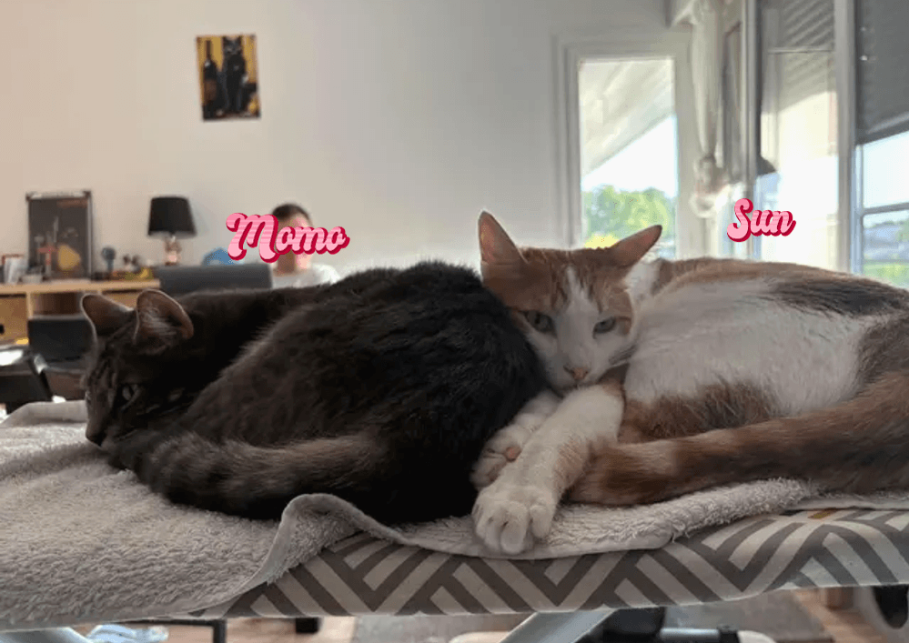 Adopter un chat dans le 33 : refuges et associations