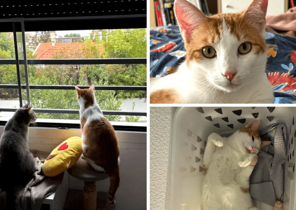 MOMO et SUN 2 chats adoptés, à quelques mois d'intervalle, en 2024