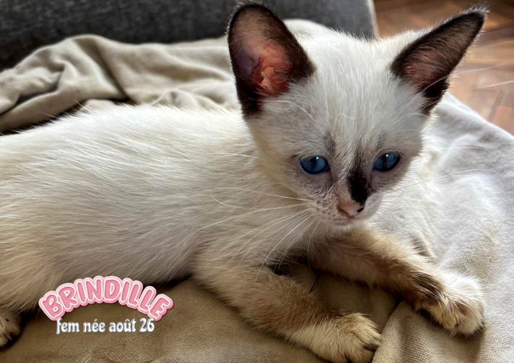 BRINDILLE chatonne de 3 mois à l'adoption dans le 33
