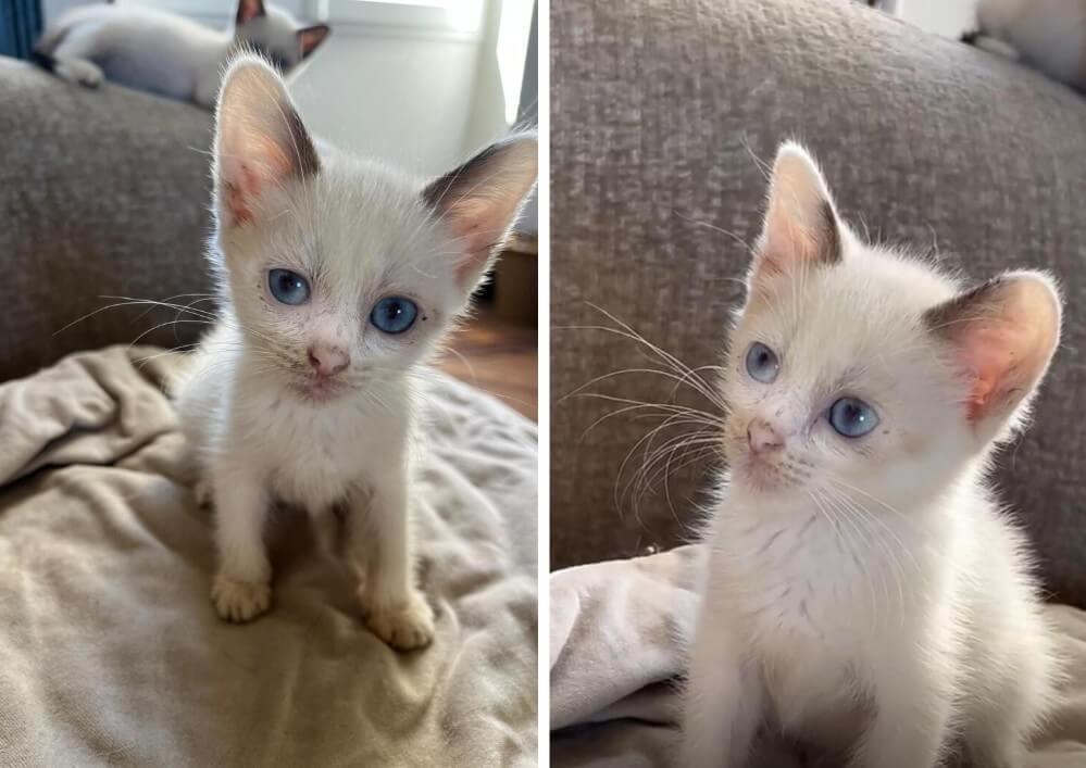 BASILE , un petit coeur à prendre dans le 33, à rencontrer sur Eysines