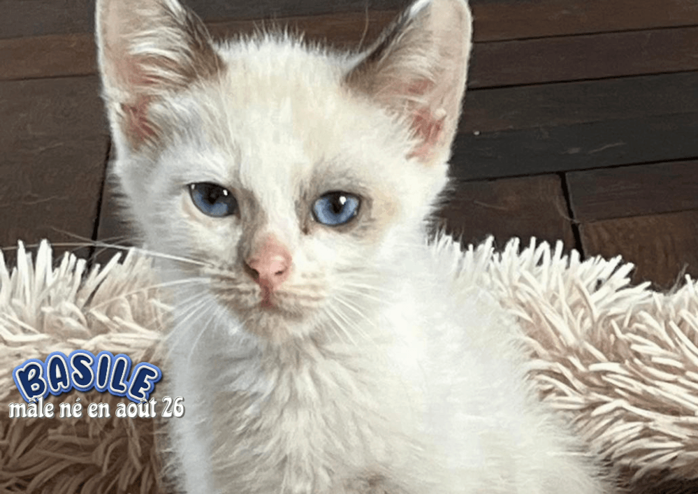 BASILE , un petit coeur à prendre dans le 33, à rencontrer sur Eysines