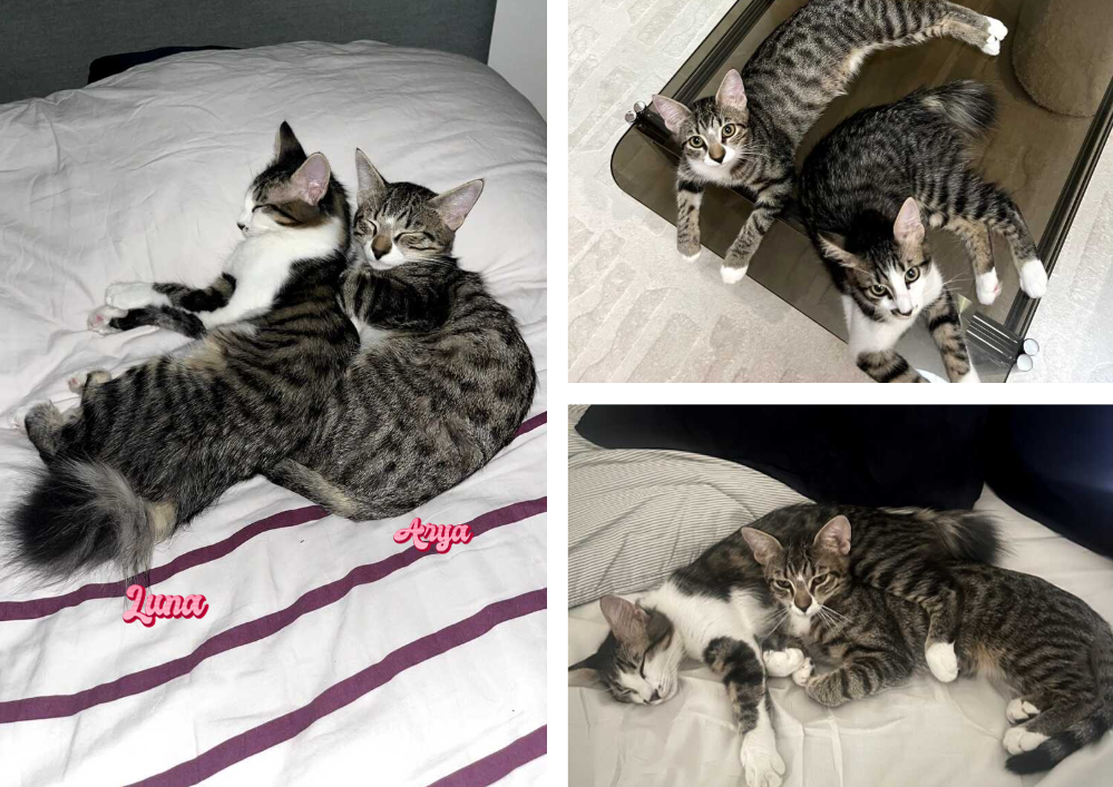 Adopter un chat dans le 33 - Guide pratique et conseils