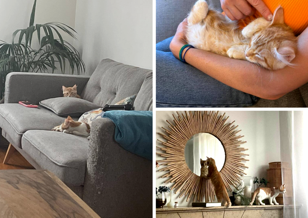 Les chatons Marius et Marcel depuis 15 jours chez eux