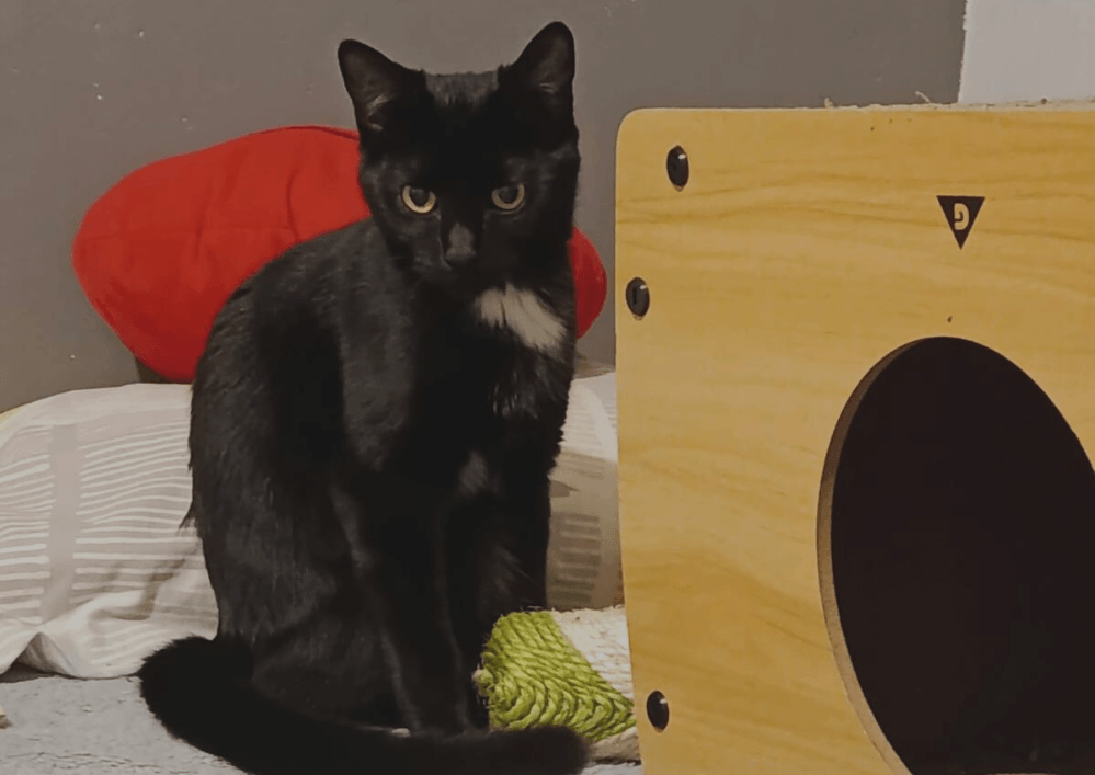 ✨MILLIE jolie petite panthère noire à l’adoption dans le 33, visible sur St André de Cubzac