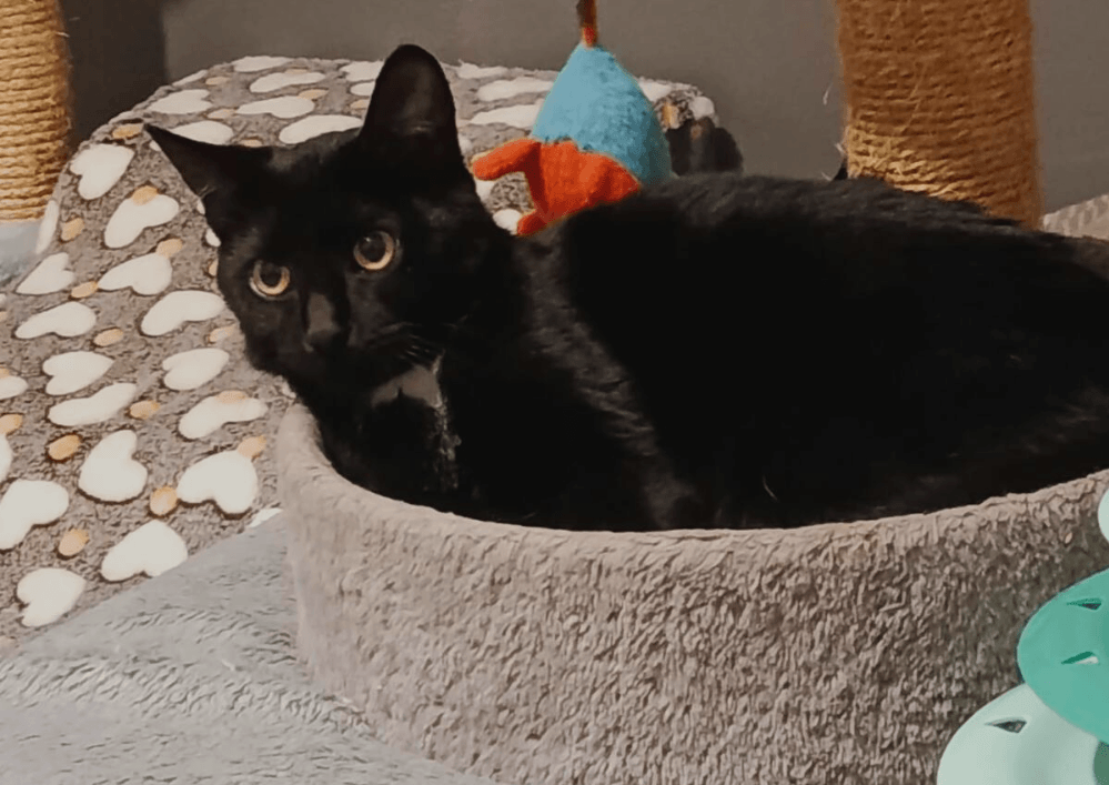 ✨MILLIE jolie petite panthère noire à l’adoption dans le 33, visible sur St André de Cubzac