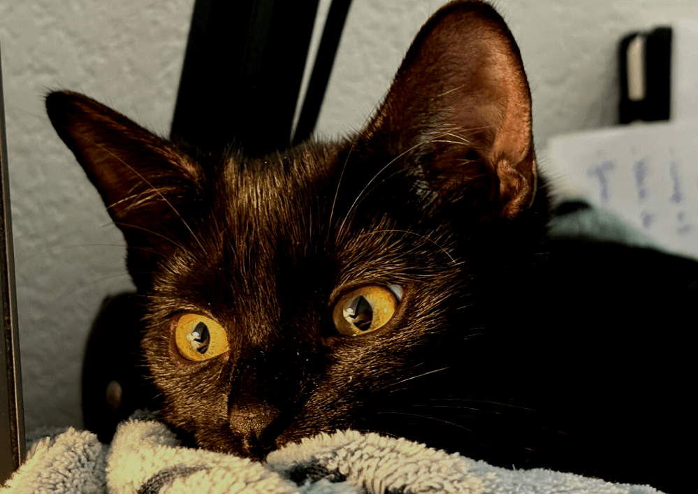 Adopter un chat dans le 33 : refuges et associations