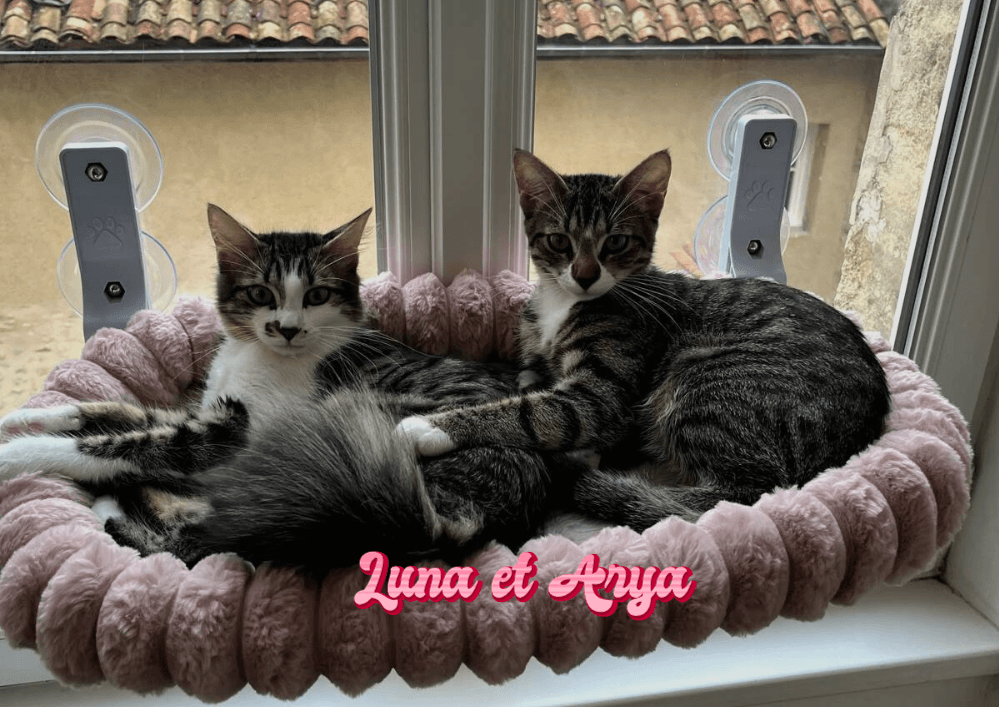 Adopter un chat dans le 33 - Guide pratique et conseils