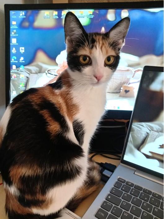 Adopter un chat dans le 33 : conseils et associations