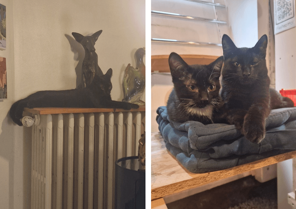 BACCHUS, sauvé avec maman et fratrie, depuis 2 mois avec Christian :