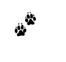 Photo pattes chat