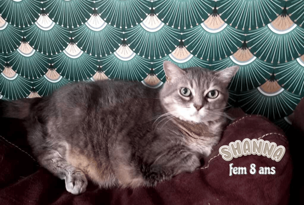 Shanna chatte de 8 ans a l adoption dans le 33