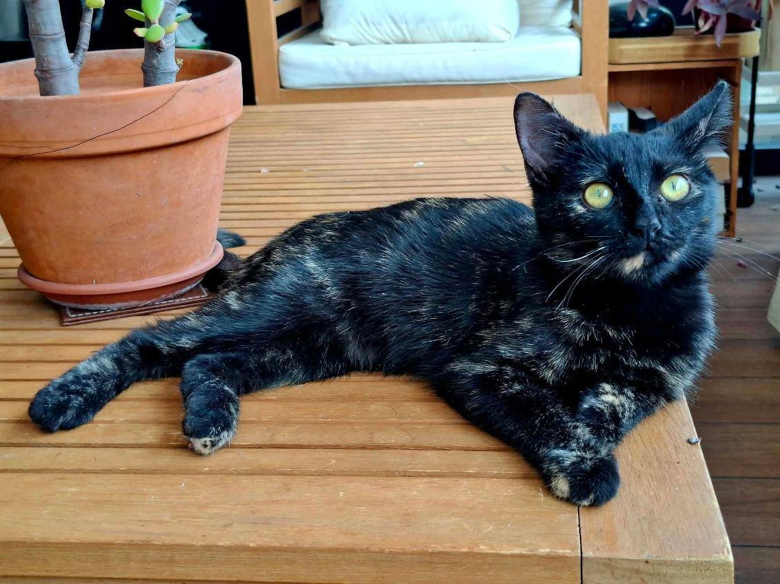 Adopter un chat dans le 33 - Guide pratique et conseils