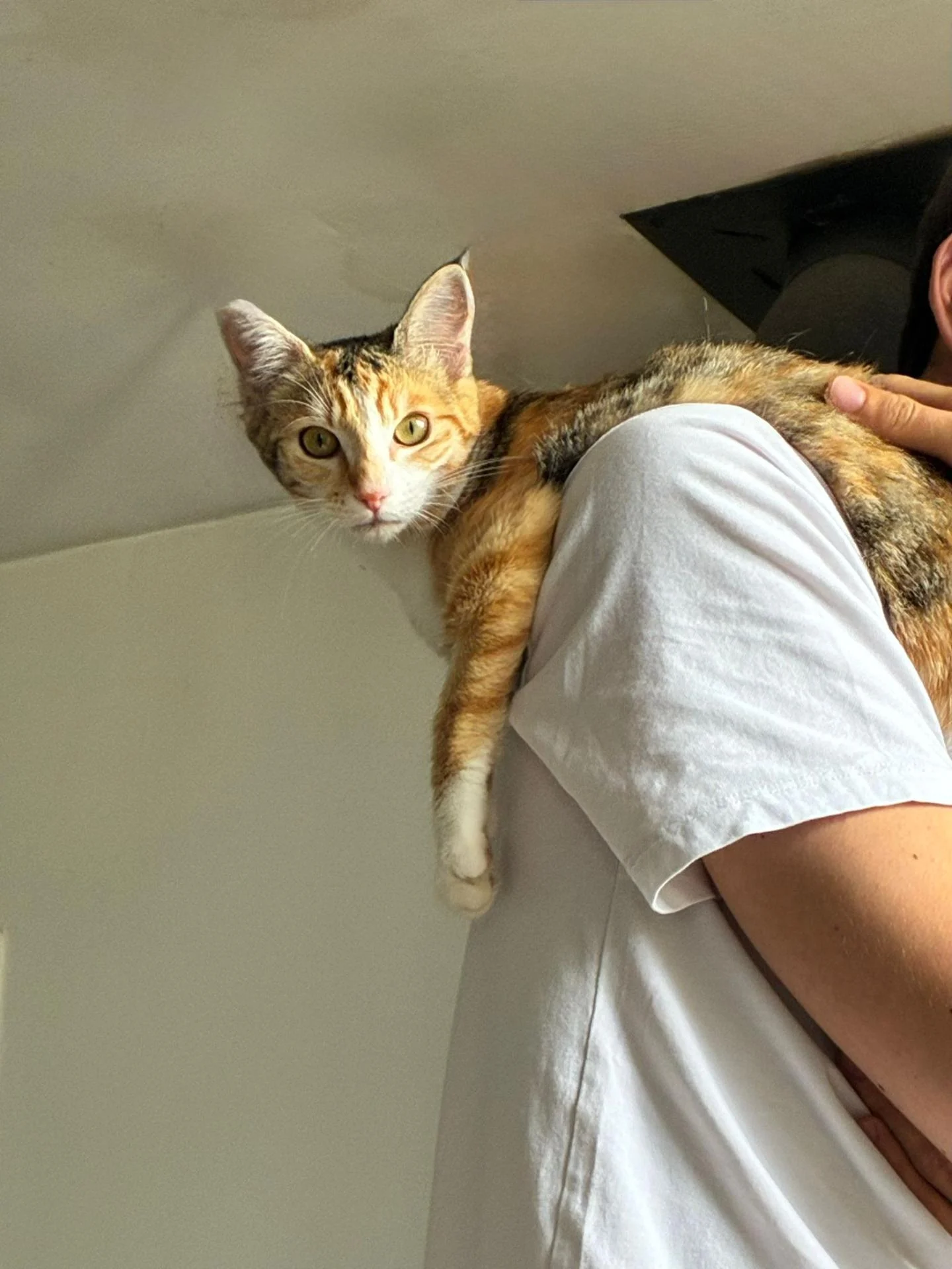 Chatte adoptée il y a 5 mois