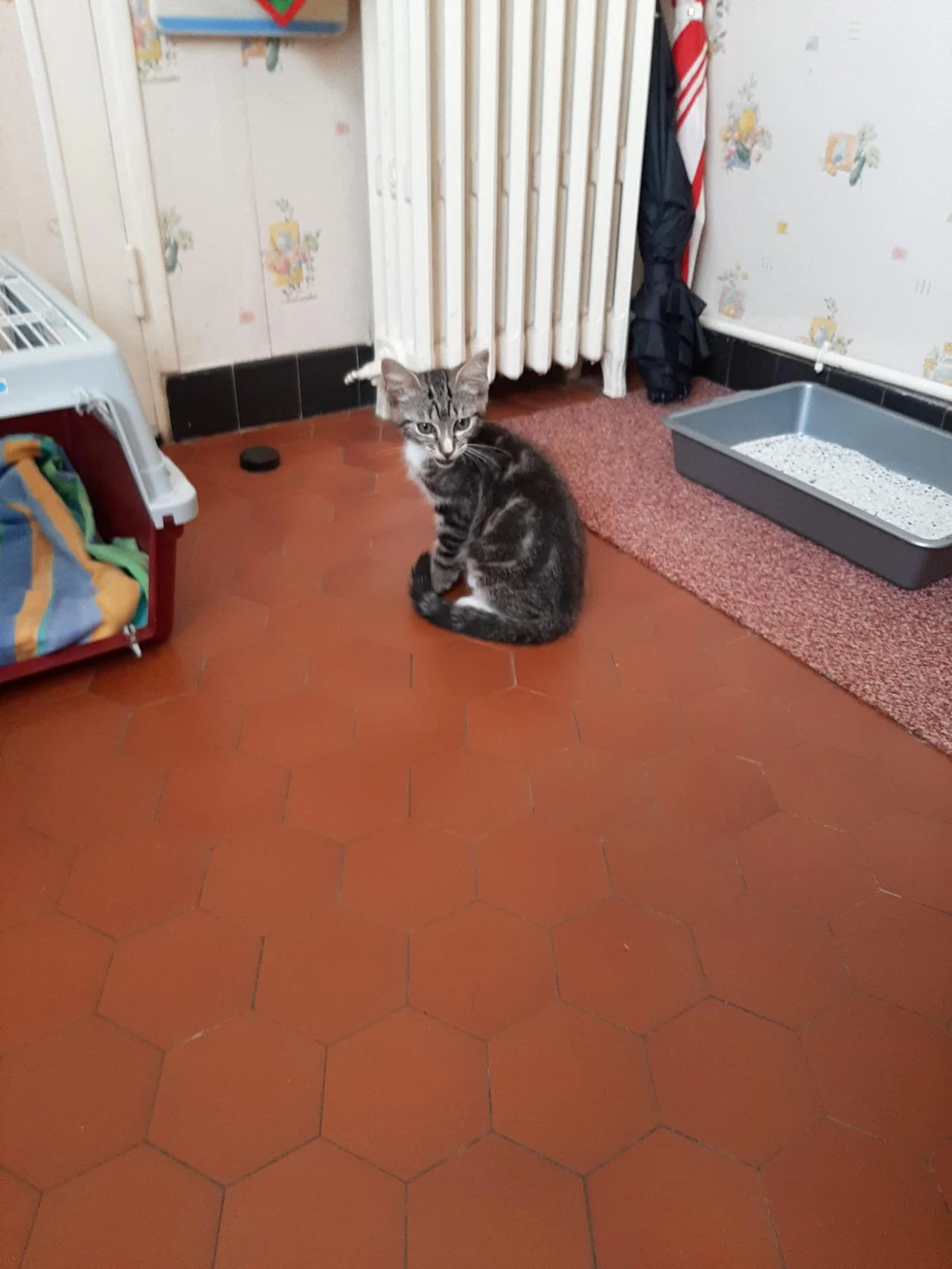 L'arrivée de DIAMANT chez lui, tranquille ....