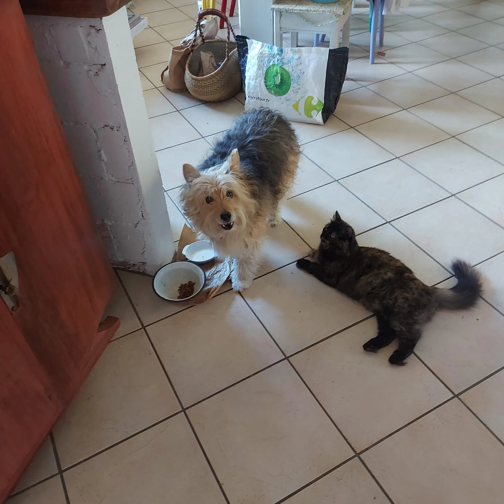 Adopter un chat dans le 33 : Guide et conseils pratiques