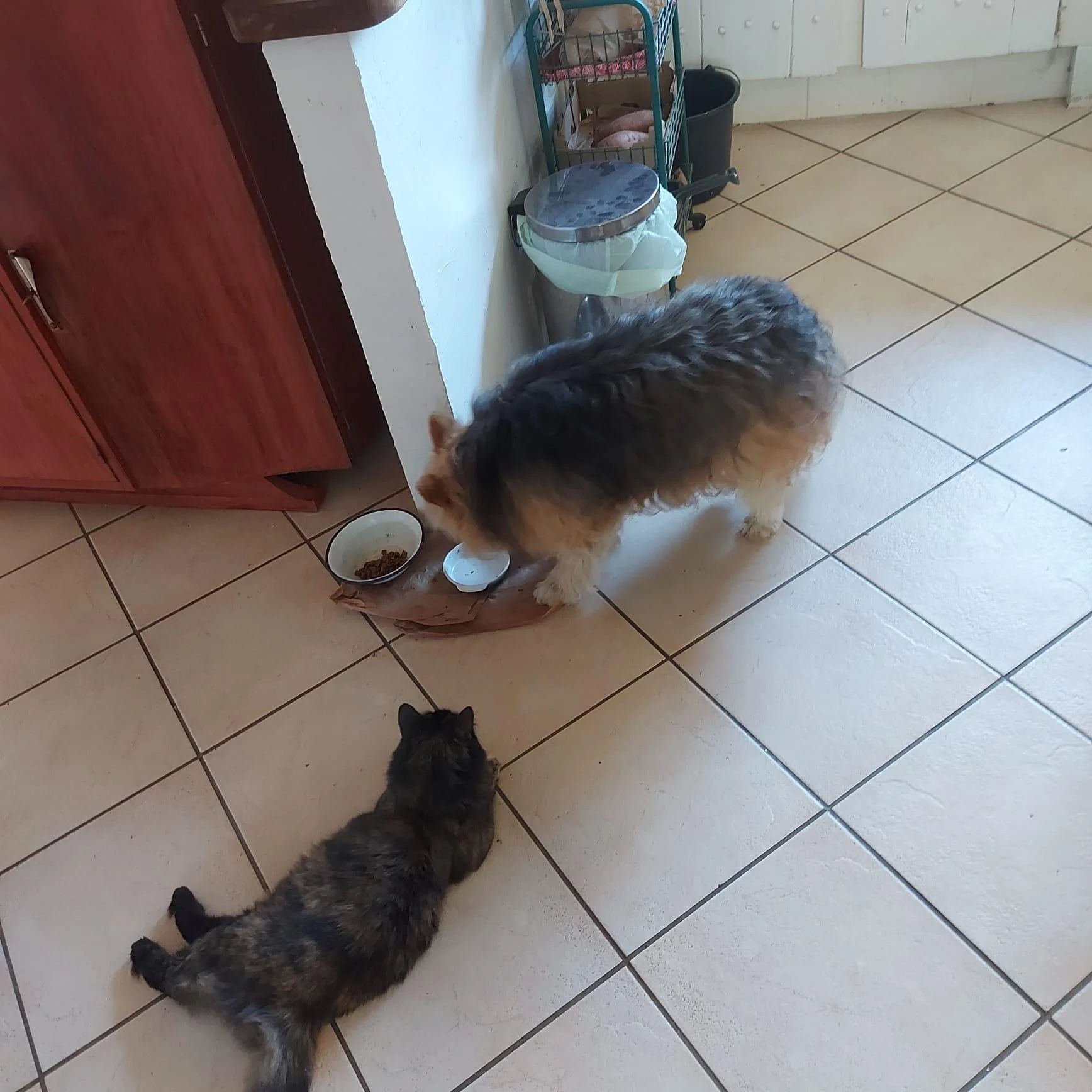 Après 2 mois d'adoption, POUPY chatte sortie d'un site de nourrissage par Laurette, s'est tout à fait adaptée,
