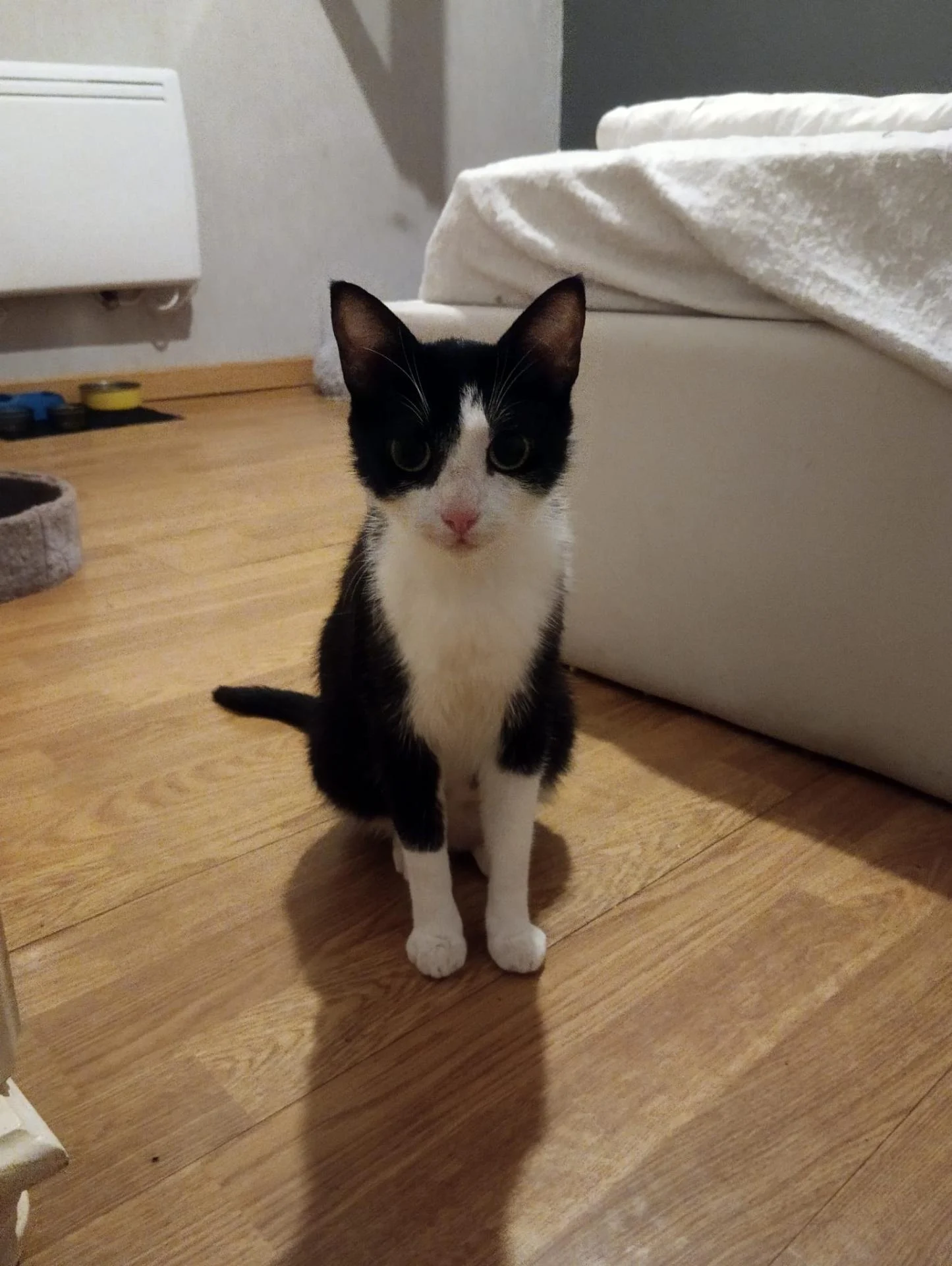 Adopter dans le 33 la jeune DOLCA qui attend timidement son foyer