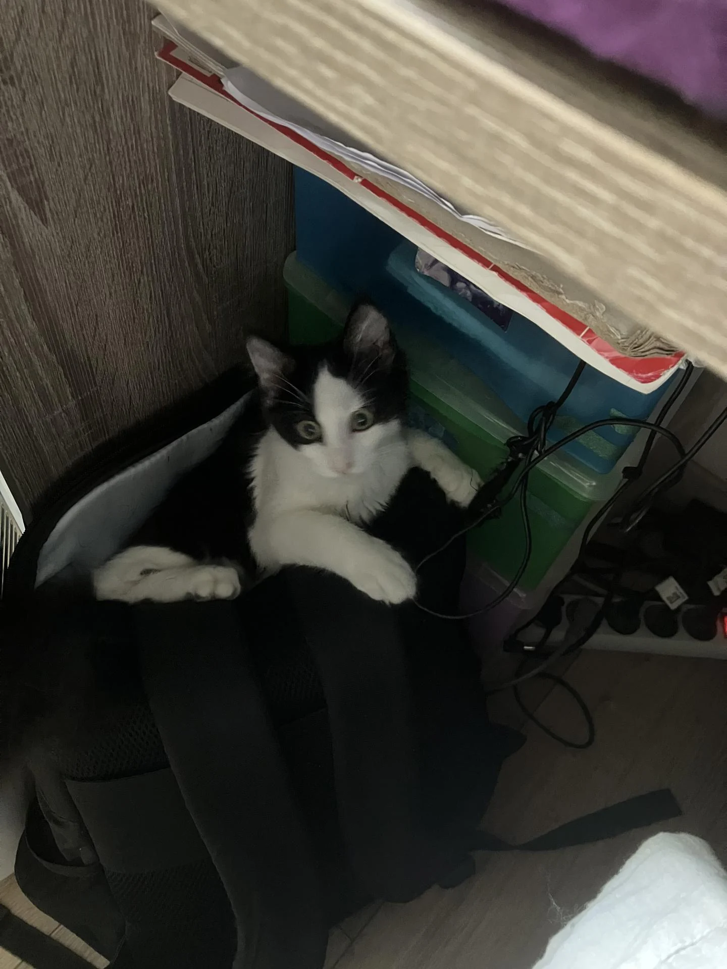 Des nouvelles du chaton PEPITE adopté il y a 5 mois